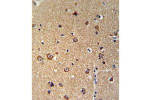 ANKH Antibody IHC analysis in formalin fixed and paraffin embedded brain tissue followed by peroxidase conjugation of the secondary antibody and DAB staining. (ANKH 抗体  (C-Term))