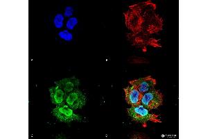 Immunocytochemistry/Immunofluorescence analysis using Mouse Anti-Synaptotagmin-7 Monoclonal Antibody, Clone S275-14 . (SYT7 抗体  (AA 150-239))