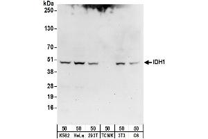Western Blotting (WB) image for anti-Isocitrate Dehydrogenase 1 (NADP+), Soluble (IDH1) (AA 364-414) antibody (ABIN7450997)