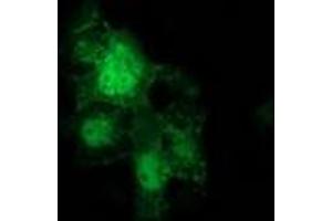 Anti-CTNNB1 mouse monoclonal antibody (ABIN2454135) immunofluorescent staining of COS7 cells transiently transfected by pCMV6-ENTRY CTNNB1 (RC208947). (CTNNB1 抗体)