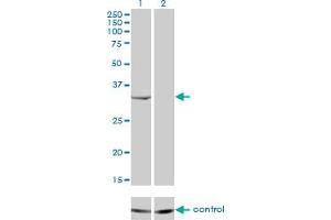 Western blot analysis of RNASEH2A over-expressed 293 cell line, cotransfected with RNASEH2A Validated Chimera RNAi (Lane 2) or non-transfected control (Lane 1). (RNASEH2A 抗体  (AA 1-299))