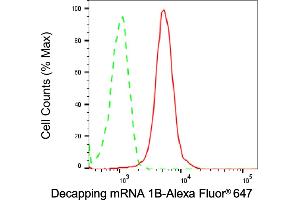 anti-DCP1 Decapping Enzyme Homolog B (DCP1B) antibody