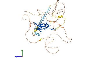 AlphaFold protein structure predicition of Human Recombinant RUNX2 Protein, UniprotID Q13950 (RUNX2 Protein (AA 1-521) (His tag))