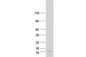 Western Blotting (WB) image for Gonadotropin-Releasing Hormone 1 (Luteinizing-Releasing Hormone) (GNRH1) (Transcript Variant 1) protein (Myc-DYKDDDDK Tag) (ABIN2722140)