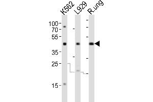 Western blot analysis of lysates from K562,  cell line and rat lung tissue(from left to right), using TGFB1 Antibody (ABIN6242662 and ABIN6577820). (TGFB1 抗体)