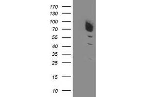 Western Blotting (WB) image for anti-Dipeptidyl-Peptidase 3 (DPP3) antibody (ABIN1497830) (DPP3 抗体)