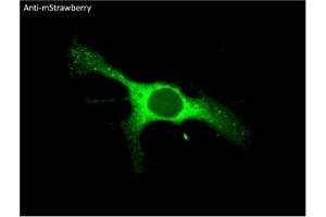 Immunofluorescence (IF) image for anti-mStrawberry Fluorescent Protein antibody (ABIN7273082) (mStrawberry Fluorescent Protein 抗体)