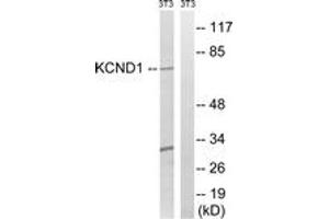 Western blot analysis of extracts from NIH-3T3 cells, using KCND1 Antibody. (KCND1 抗体  (AA 558-607))
