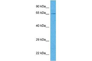 Western Blotting (WB) image for anti-phosphodiesterase 9A (PDE9A) (N-Term) antibody (ABIN2782354)