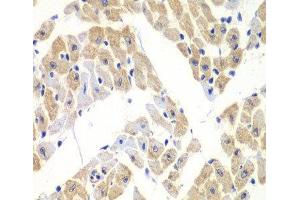 Immunohistochemistry of paraffin-embedded Mouse heart using ELF3 Polyclonal Antibody at dilution of 1:100 (40x lens). (ELF3 抗体)