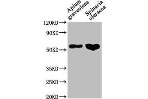 Western Blot Positive WB detected in: Apium graveolens leaf tissue, Spinacia oleracea leaf tissue All lanes: CAT1 antibody at 1:1000 Secondary Goat polyclonal to rabbit IgG at 1/50000 dilution Predicted band size: 57 kDa Observed band size: 57 kDa (SLC7A1 抗体  (AA 1-492))