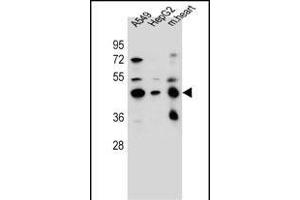 LRRC28 Antibody (C-term) (ABIN656459 and ABIN2845743) western blot analysis in A549,HepG2 cell line and mouse heart tissue lysates (35 μg/lane). (LRRC28 抗体  (C-Term))