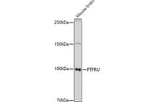 Western blot analysis of extracts of Mouse brain cells, using PTPRU antibody  at 1:1000 dilution. (PTPRU 抗体  (AA 1184-1433))