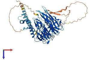 Kelch Domain Containing 4 (KLHDC4) (AA 1-584) protein (His tag)