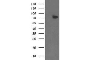 Image no. 1 for anti-Zinc Finger, BED-Type Containing 1 (ZBED1) antibody (ABIN1501795) (ZBED1 抗体)