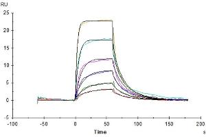 Surface Plasmon Resonance (SPR) image for Interleukin 7 Receptor (IL7R) (AA 21-236) protein (His tag) (ABIN7274964)