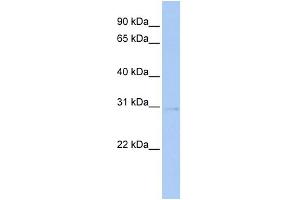 WB Suggested Anti-STK16 Antibody Titration:  0. (STK16 抗体  (Middle Region))