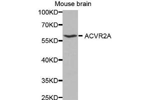 Western Blotting (WB) image for anti-Activin A Receptor, Type IIA (ACVR2A) antibody (ABIN1870799) (ACVR2A 抗体)