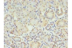 Immunohistochemistry of paraffin-embedded human pancreatic tissue using ABIN7171221 at dilution of 1:100 (STX1A 抗体  (AA 2-228))