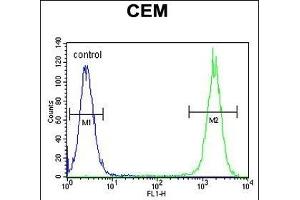 DUOX2 Antibody (Center) (ABIN655174 and ABIN2844792) flow cytometric analysis of CEM cells (right histogram) compared to a negative control cell (left histogram). (DUOX2 抗体  (AA 513-542))