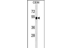 DUSP6 Antibody (N-term) (ABIN1539487 and ABIN2849153) western blot analysis in CEM cell line lysates (35 μg/lane). (DUSP6 抗体  (N-Term))