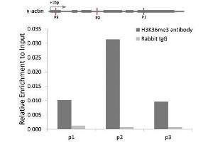 Chromatin Immunoprecipitation (ChIP) image for anti-Histone 3 (H3) (H3K36me3) antibody (ABIN3016039)