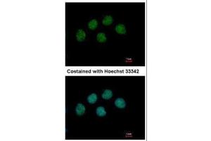 ICC/IF Image Immunofluorescence analysis of methanol-fixed H1299, using COBRA1, antibody at 1:500 dilution. (COBRA1 抗体  (Center))