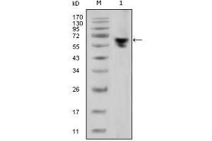 Western Blotting (WB) image for Mouse anti-Human IgG (Fc Region) antibody (ABIN467102) (小鼠 anti-人 IgG (Fc Region) Antibody)