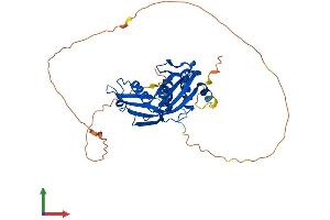 AlphaFold protein structure predicition of Mouse Recombinant Ammecr1 Protein, UniprotID Q9JHT5