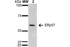 Western Blot analysis of Human Cervical Cancer cell line (HeLa) showing detection of 57 kDa Erp57 protein using Mouse Anti-Erp57 Monoclonal Antibody, Clone 4F9 . (PDIA3 抗体  (AA 25-505) (HRP))