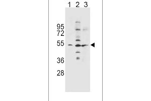 SLC36A1 Antibody (N-term) (ABIN656104 and ABIN2845446) western blot analysis in NCI-(lane 1),K562(lane 2),A549(lane 3) cell line lysates (35 μg/lane). (SLC36A1 抗体  (N-Term))