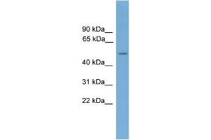 WB Suggested Anti-CADM3 Antibody Titration:  0. (CADM3 抗体  (Middle Region))