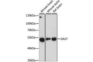 Western blot analysis of extracts of various cell lines, using GAS7 antibody (ABIN6292105) at 1:3000 dilution.
