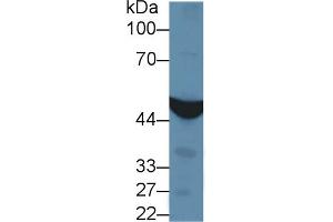 Western Blotting (WB) image for anti-Isocitrate Dehydrogenase 1 (NADP+), Soluble (IDH1) (AA 74-333) antibody (ABIN7436579)