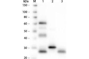 Western Blot of Anti-Chicken IgG (H&L) (GOAT) Antibody. (山羊 anti-小鸡 IgG Antibody (DyLight 549) - Preadsorbed)