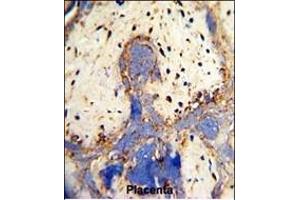 Formalin-fixed and paraffin-embedded human placenta with CPZ Antibody (N-term), which was peroxidase-conjugated to the secondary antibody, followed by DAB staining. (CPZ 抗体  (N-Term))