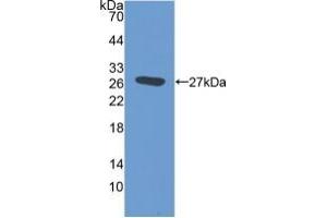 Western blot analysis of the recombinant protein. (EMILIN2 抗体  (AA 853-1074))