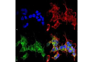 Immunocytochemistry/Immunofluorescence analysis using Mouse Anti-Ankyrin G Monoclonal Antibody, Clone S106-20 . (Ankyrin G 抗体  (C-Term) (PE))