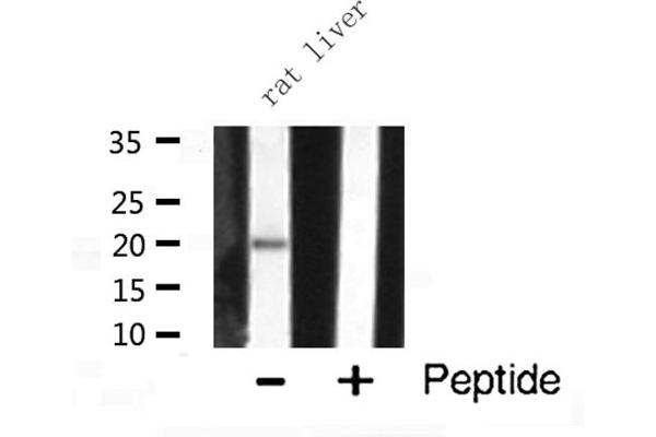 PRAF2 抗体  (C-Term)