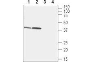 Western blot analysis of rat stomach (lanes 1 and 3) and small intestine (lanes 2 and 4) lysates:1,2.
