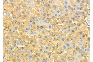 ABIN6260916 and ABIN6273211 at 1/100 staining Rat liver tissue by IHC-P. (CNPY2/MSAP 抗体  (C-Term))