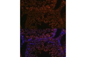 Immunofluorescence analysis of rat testis using TPD52L3 antibody (ABIN7271078) at dilution of 1:100. (TPD52L3 抗体  (AA 1-132))