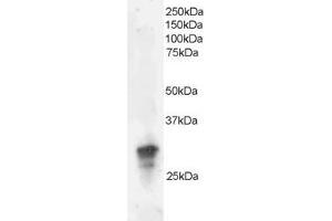 ABIN184670 staining (2µg/ml) of Jurkat lysate (RIPA buffer, 35µg total protein per lane). (GRB2 抗体  (C-Term))