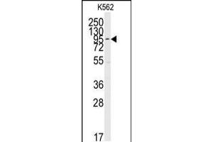 Western blot analysis of anti-ERK5 C-term Pab in K562 cell line lysates (35ug/lane) (MAPK7 抗体  (C-Term))