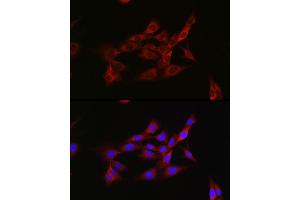 Immunofluorescence analysis of NIH/3T3 cells using Inhibin beta A (INHBA) Rabbit pAb (ABIN6129032, ABIN6142459, ABIN6142460 and ABIN6221533) at dilution of 1:50 (40x lens). (INHBA 抗体  (AA 21-426))