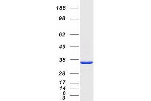 Validation with Western Blot (NP protein (Myc-DYKDDDDK Tag))