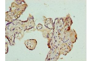 Immunohistochemistry of paraffin-embedded human placenta tissue using ABIN7144341 at dilution of 1:100 (Antizyme Inhibitor 1 抗体  (AA 101-400))