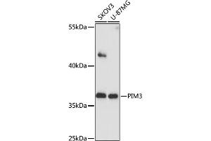 Western blot analysis of extracts of various cells, using PIM3 antibody (ABIN7269376) at 1:1000 dilution. (PIM3 抗体  (AA 247-326))