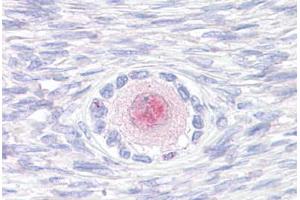 Anti-TM9SF4 antibody  ABIN1049415 IHC staining of human, ovary. (TM9SF4 抗体  (Internal Region))