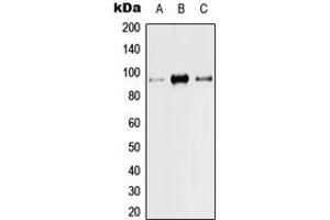 Western blot analysis of TRPV1 expression in Hela (A), Raw264. (TRPV1 抗体  (N-Term))